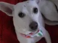 Branquinha linda