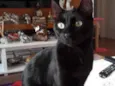 Belíssimo bebê