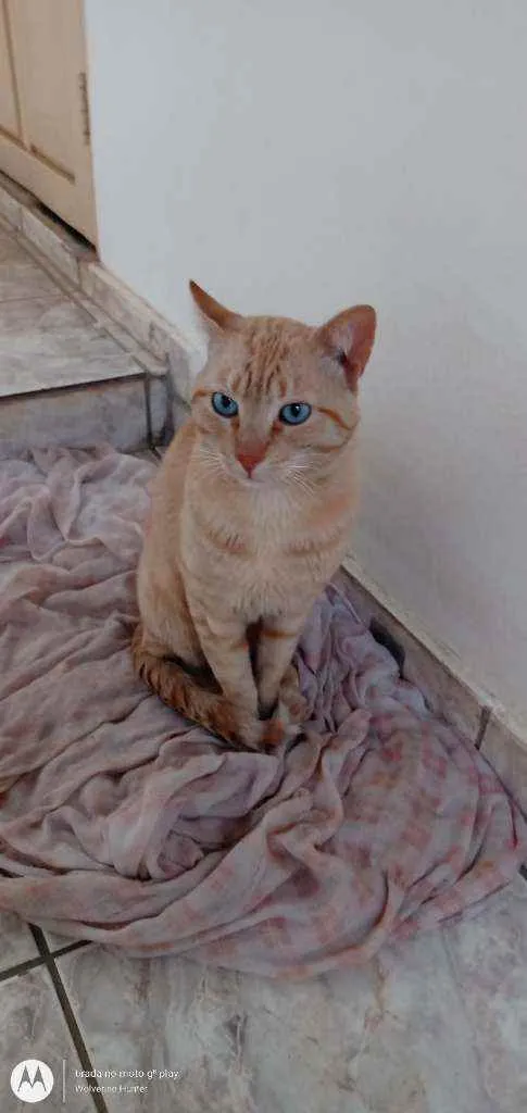 Gato ra a  idade 2 a 6 meses nome Grafield