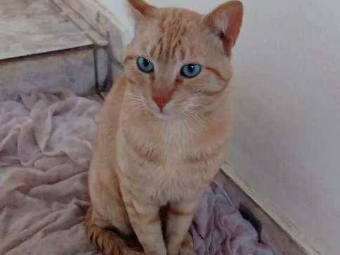 Gato ra a  idade 2 a 6 meses nome Grafield