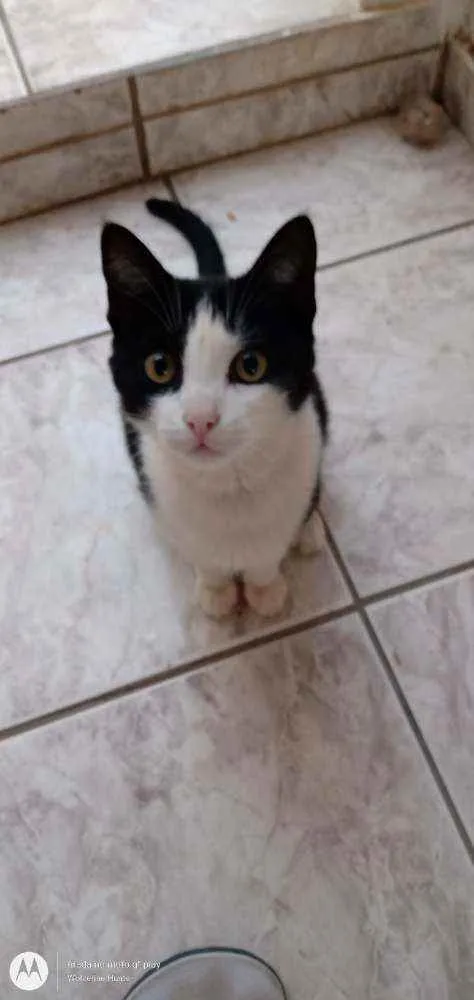 Gato ra a  idade 2 a 6 meses nome Grafield
