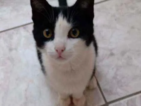 Gato ra a  idade 2 a 6 meses nome Grafield