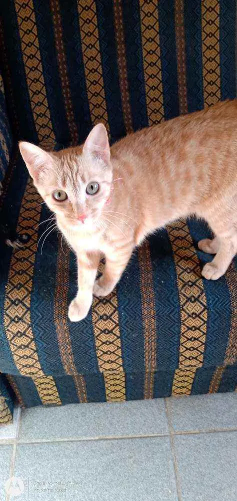 Gato ra a  idade 2 a 6 meses nome Grafield