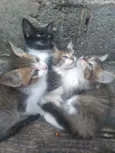 Gatinhos