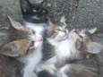 Gatinhos