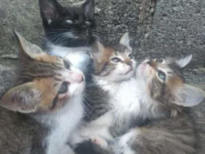 Gato raça Sem raça idade 2 a 6 meses nome Gatinhos