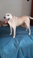 Dunga