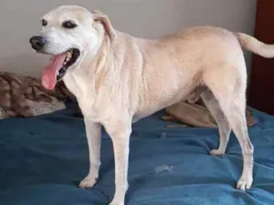 Cachorro raça SRD idade 3 anos nome Dunga