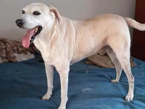 Cachorro ra a SRD idade 3 anos nome Dunga