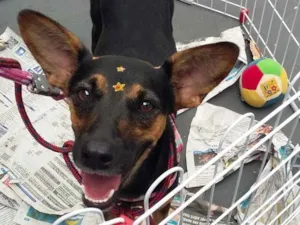 Cachorro raça SRD-ViraLata idade 2 anos nome Millie