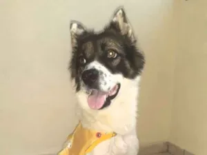 Cachorro raça SRD-ViraLata idade 1 ano nome Bella(raposinha)