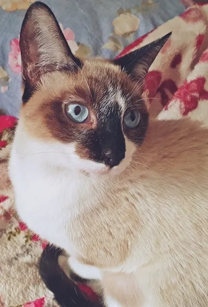 Gato ra a SRD idade 2 a 6 meses nome MINHONZINHA