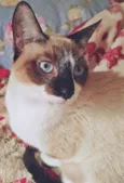 MINHONZINHA