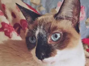 Gato raça SRD idade 2 a 6 meses nome MINHONZINHA