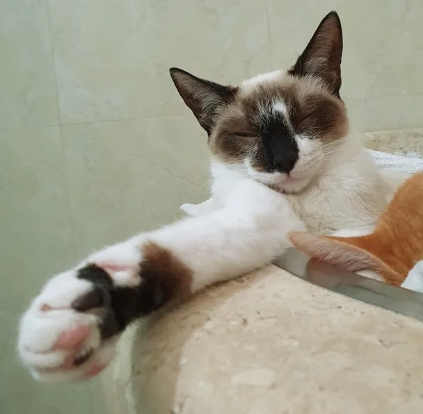 Gato ra a SRD idade 2 a 6 meses nome MINHONZINHA