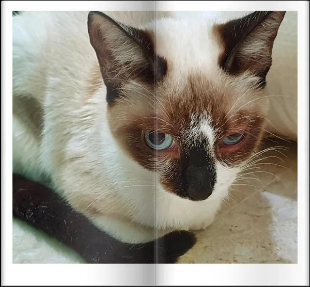 Gato ra a SRD idade 2 a 6 meses nome MINHONZINHA