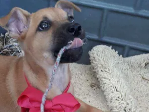 Cachorro raça srd idade 2 a 6 meses nome Manu