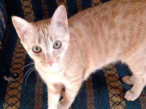 Gato ra a  idade 2 a 6 meses nome Grafield