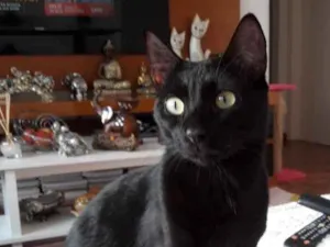 Gato raça Srd idade 7 a 11 meses nome Belíssimo bebê 