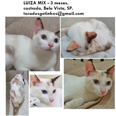 Gato ra a SRD-ViraLata idade 2 a 6 meses nome LUZIA MIX