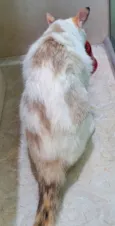 LUZIA MIX