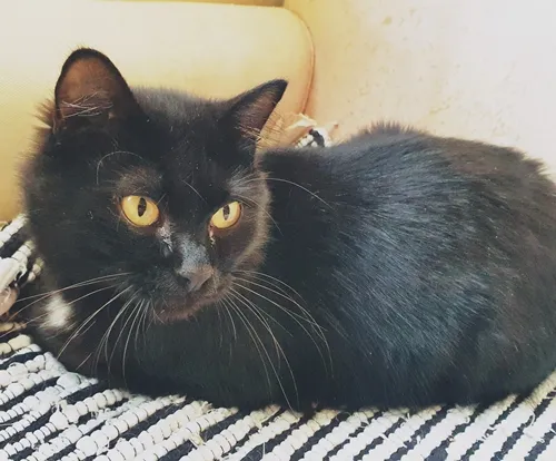 Gato ra a SRD-ViraLata idade 2 a 6 meses nome ESTRELA BLACK