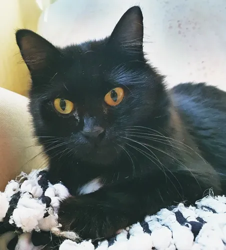 Gato ra a SRD-ViraLata idade 2 a 6 meses nome ESTRELA BLACK