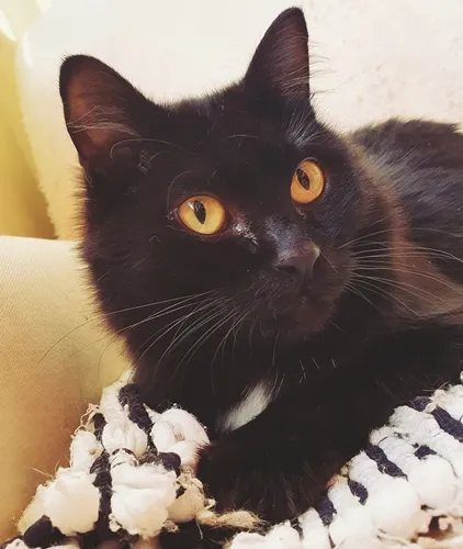 Gato ra a SRD-ViraLata idade 2 a 6 meses nome ESTRELA BLACK