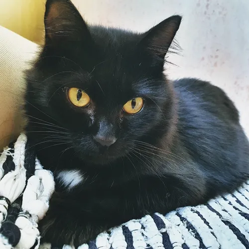 Gato ra a SRD-ViraLata idade 2 a 6 meses nome ESTRELA BLACK