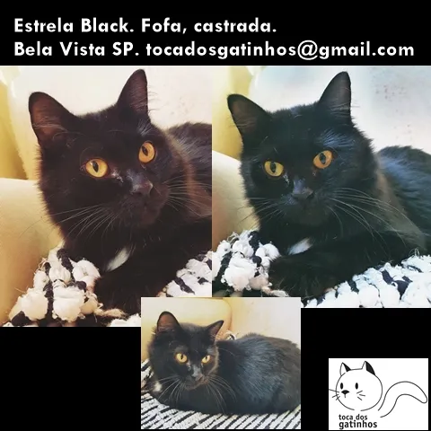Gato ra a SRD-ViraLata idade 2 a 6 meses nome ESTRELA BLACK