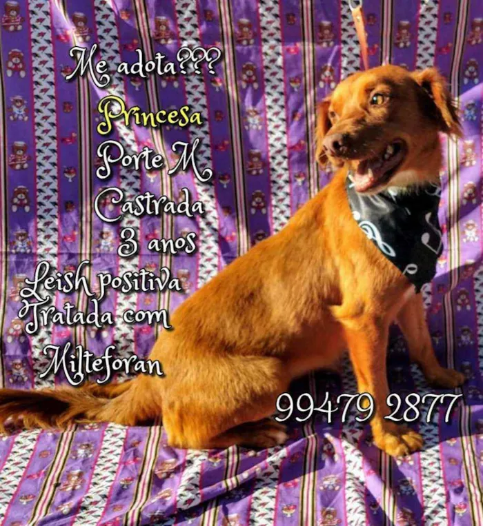 Cachorro raça SRD idade 3 anos nome Princesa