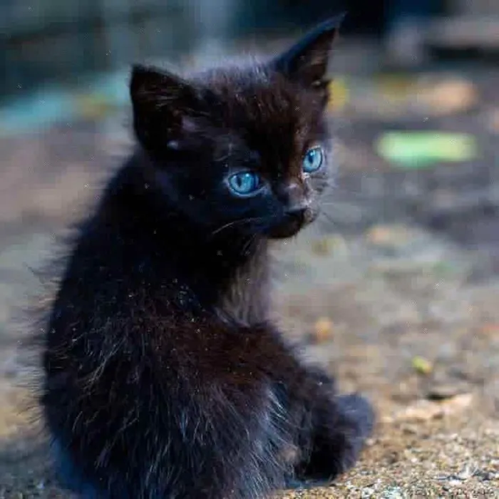 Gato raça  idade Abaixo de 2 meses nome Não tem nome 