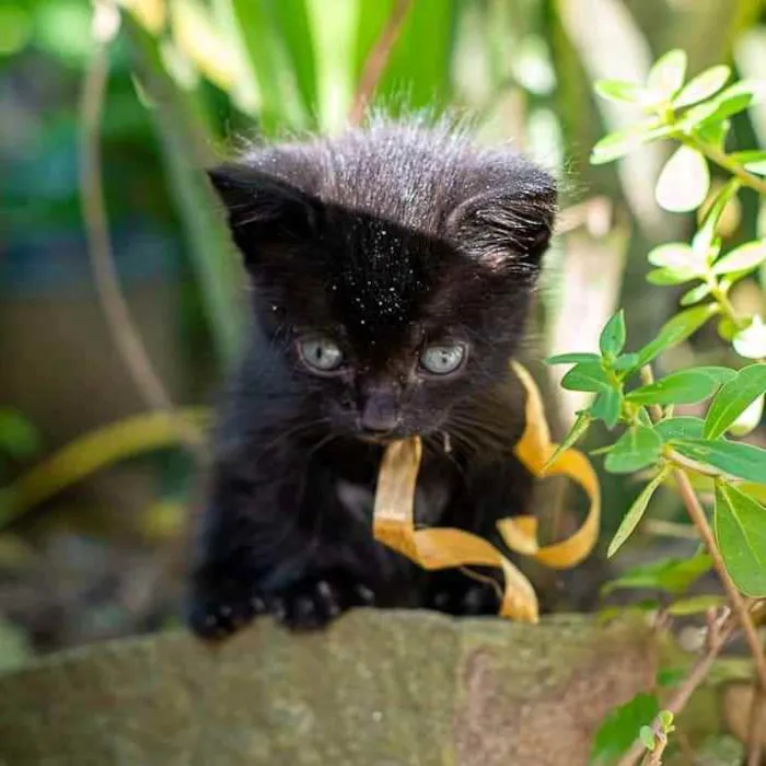 Gato raça  idade Abaixo de 2 meses nome Não tem nome 