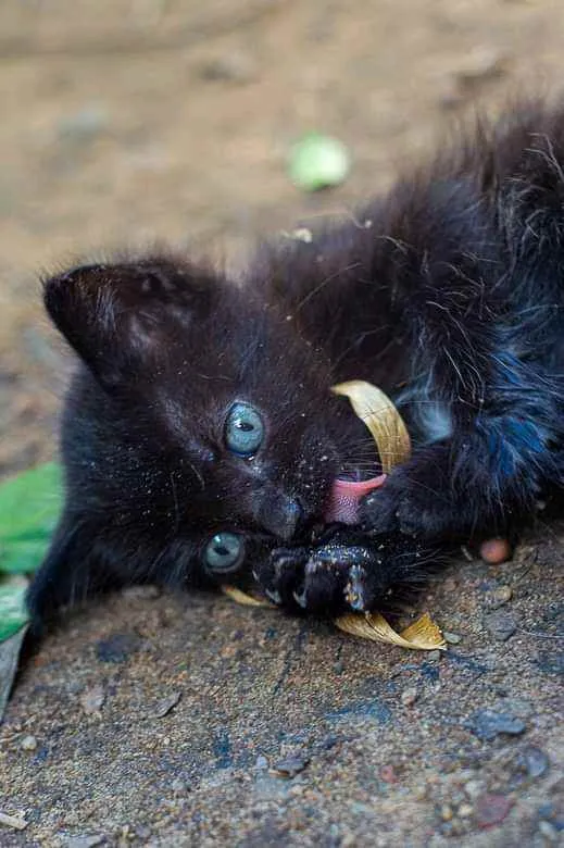 Gato raça  idade Abaixo de 2 meses nome Não tem nome 