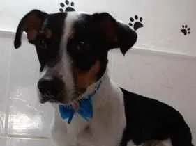 Cachorro raça SRD-ViraLata idade 2 anos nome Pity