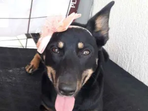 Cachorro raça SRD-ViraLata idade 7 a 11 meses nome Pitty