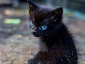 Gato raça  idade Abaixo de 2 meses nome Não tem nome 