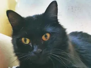 Gato raça SRD-ViraLata idade 2 a 6 meses nome ESTRELA BLACK