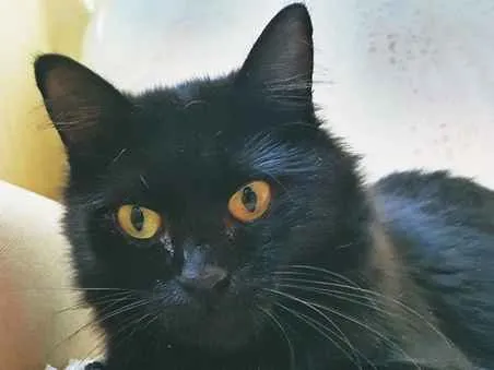Gato ra a SRD-ViraLata idade 2 a 6 meses nome ESTRELA BLACK