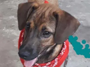Cachorro raça SRD-ViraLata idade 2 a 6 meses nome Noah