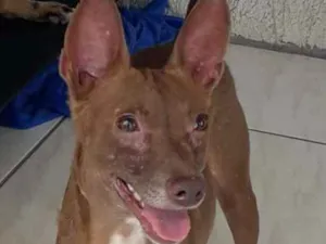 Cachorro raça SRD-ViraLata idade 1 ano nome Pedrinho