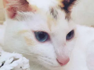 Gato raça SRD-ViraLata idade 2 a 6 meses nome LUZIA MIX