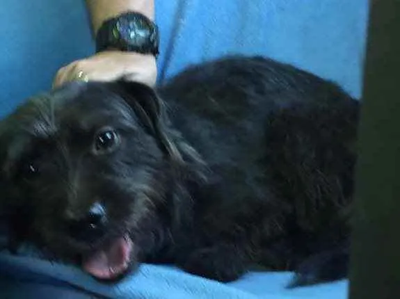Cachorro ra a SRD idade 2 anos nome Bellinha
