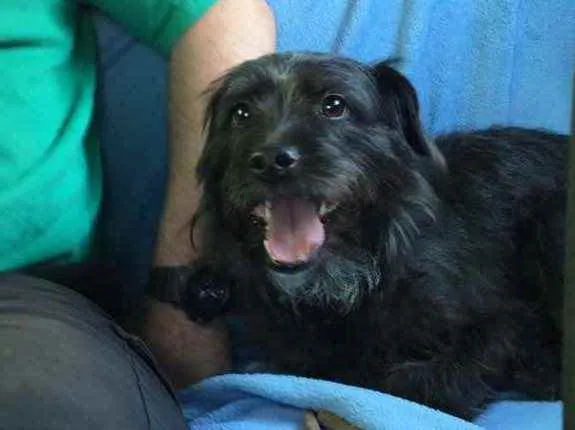 Cachorro ra a SRD idade 2 anos nome Bellinha