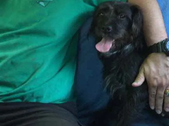 Cachorro ra a SRD idade 2 anos nome Bellinha