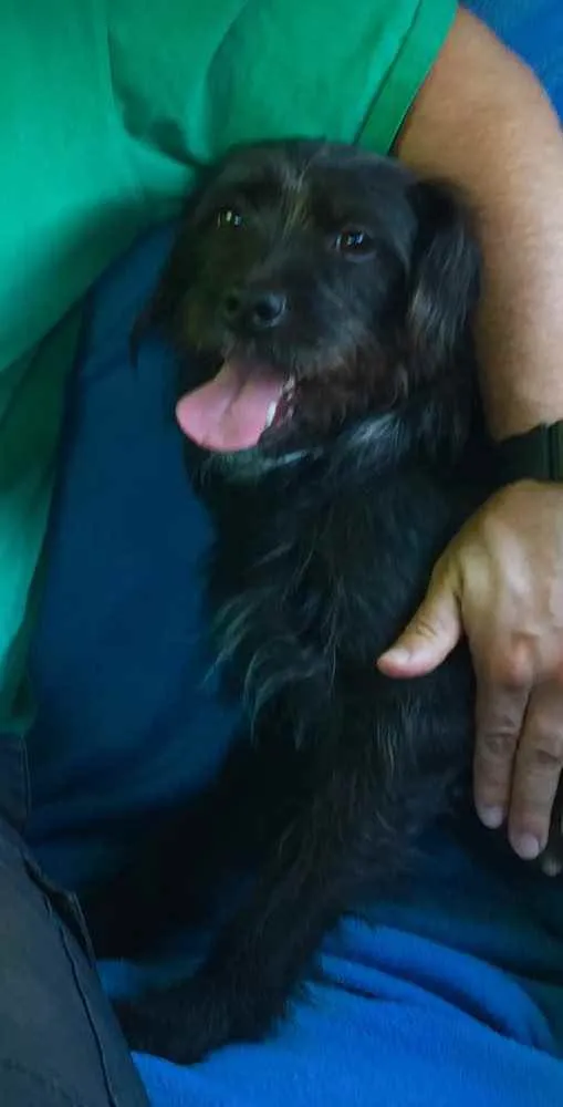 Cachorro ra a SRD idade 2 anos nome Bellinha