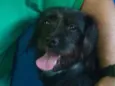 Bellinha