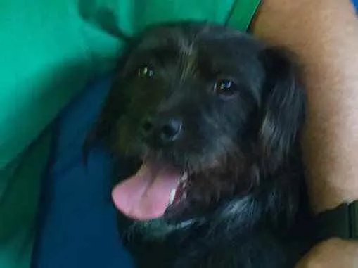 Cachorro ra a SRD idade 2 anos nome Bellinha