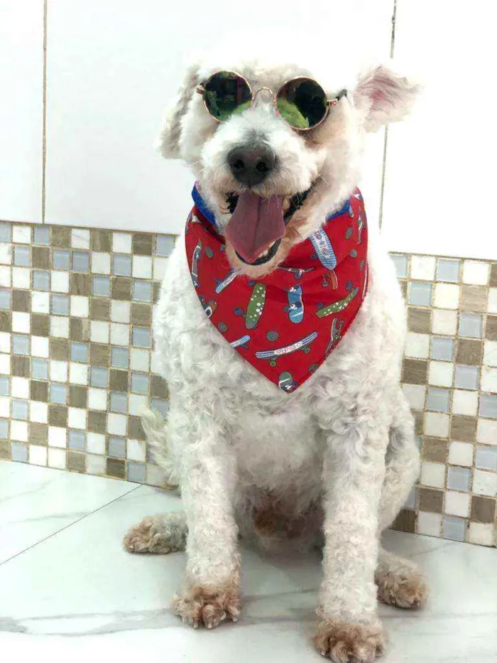 Cachorro ra a Poodle  idade 5 anos nome Bapito 