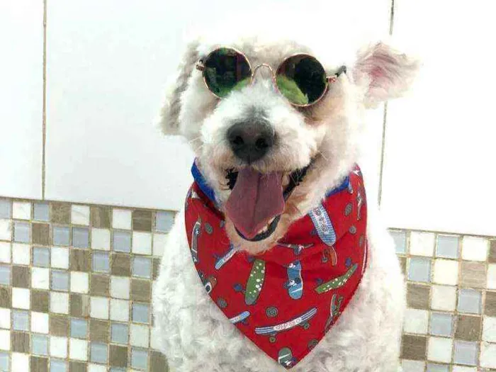 Cachorro ra a Poodle  idade 5 anos nome Bapito 